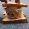 peww peww profil fotoğrafı