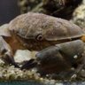 Фото профиля スベスベマンジュウガニ