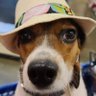 Chris (Beagle Boy) 的头像