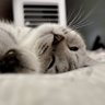 Profilbild von tuta.siblingcat