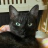 猫のパパ 的头像