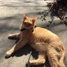 Фото профиля Bambitheorangecat🌈and Skippy with furriends.