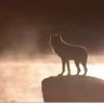 LonelyWolf獨狼🇺🇸's profile picture