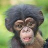 DeafChimpanzee 的头像