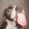 Pibble Lover profil fotoğrafı