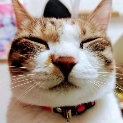 nyaoko's profile picture