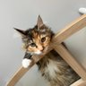 カエデ profil fotoğrafı