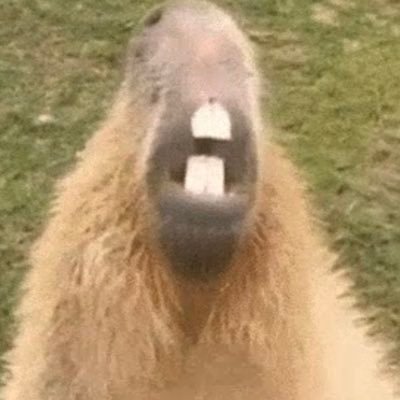Squuid8's profile picture