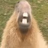 Squuid's profile picture
