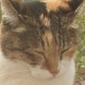 ナッツ profil fotoğrafı