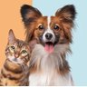 Dog Cat's profile picture
