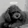 Cristian's profile picture