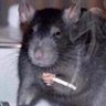 Funny Rat's profile picture