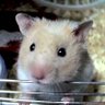 まめのすけ's profile picture