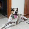 Bira Galo profil fotoğrafı