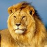 RoaringLion 的头像