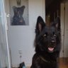 the black dog 的头像