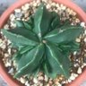 Фото профиля がろ。