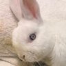 BunnyCard profil fotoğrafı