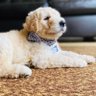 mfgoldendoodles 的头像
