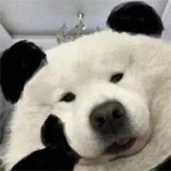 DaJiaoNen's profile picture