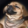 Lazy Fancy Dog's profile picture