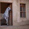 عبير العنقاء profil fotoğrafı