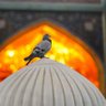 🇮🇷سادات🇮🇷🍉's profile picture