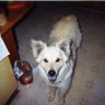 Hossdog1059 🇺🇸🇺🇲🇺🇸's profile picture