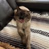 CRYPTO-WOOZLES's profile picture