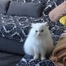 小猫kit's profile picture