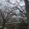 Фото профиля 豊後とどろきい
