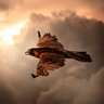 lahoreknight profil fotoğrafı