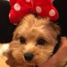 Profilbild von おはな