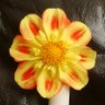 CarolC profil fotoğrafı