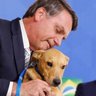 Фото профиля Louca por Cachorros 🇧🇷🐶