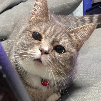 🐾ラム@極短マンチカン🐾's profile picture