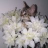 Фото профиля Francess