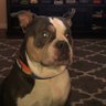 freedomBully's profile picture