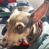 Murphy the Warrior Princess's profile picture