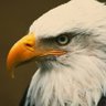 Profilbild von Eagle Eye
