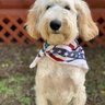 KodiakIsland's profile picture