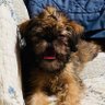Profilbild von Dogz
