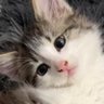 ねるそん's profile picture