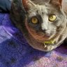 Фото профиля Kat (Read bio before attacking)