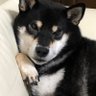 小川恵理子's profile picture