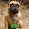 Ângela Adriana Capurro🇧🇷🇮🇱🇺🇸's profile picture
