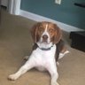 Luke A's profile picture