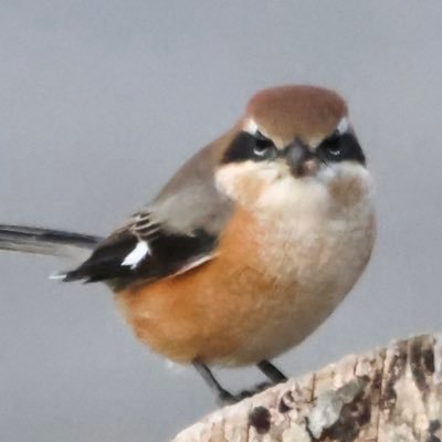 bombori777_bird's profile picture