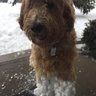 Profilbild von Mister Puppy